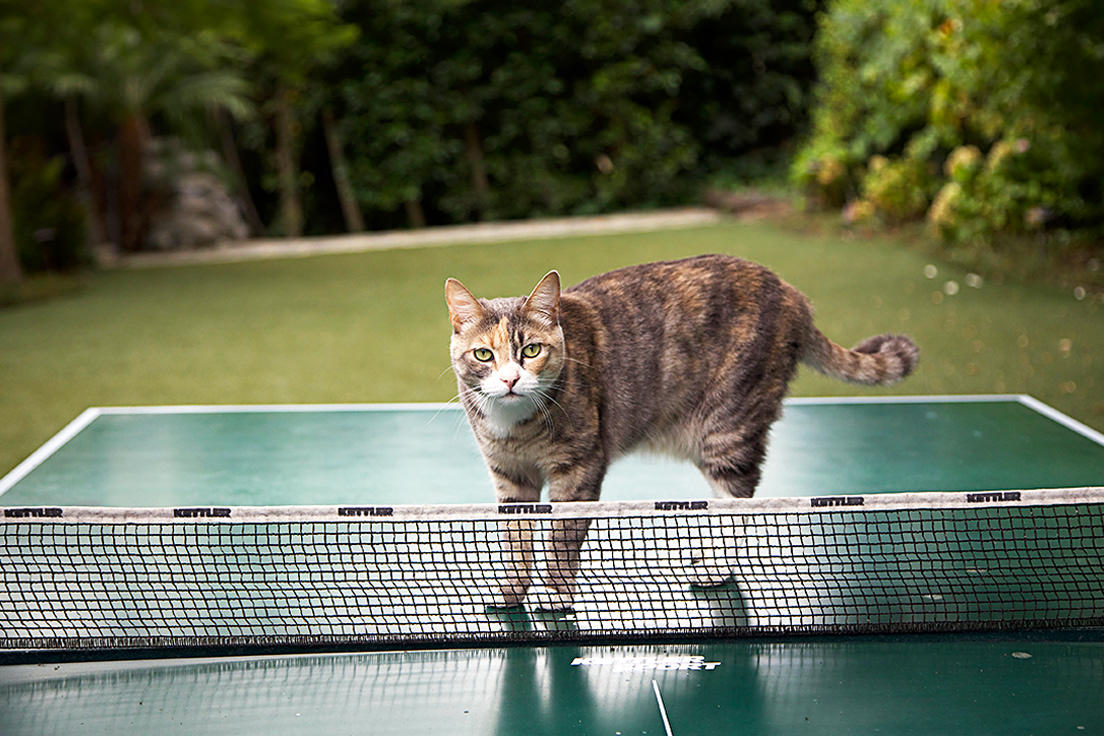 Bob Clearmountain's cat, Walter